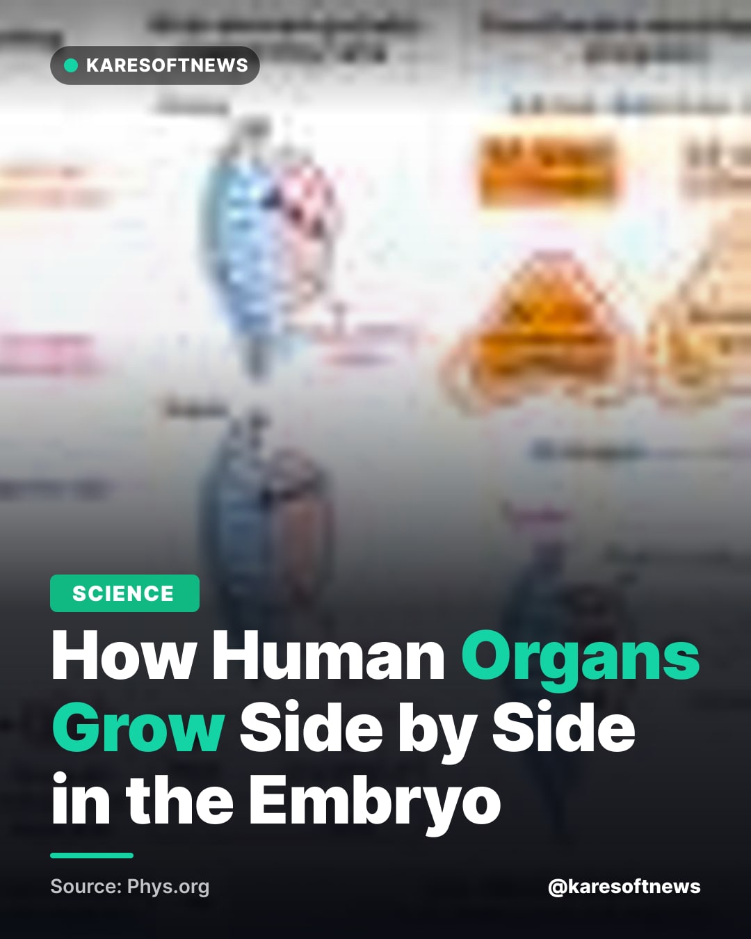 How Human Organs Grow Side by Side in the Embryo