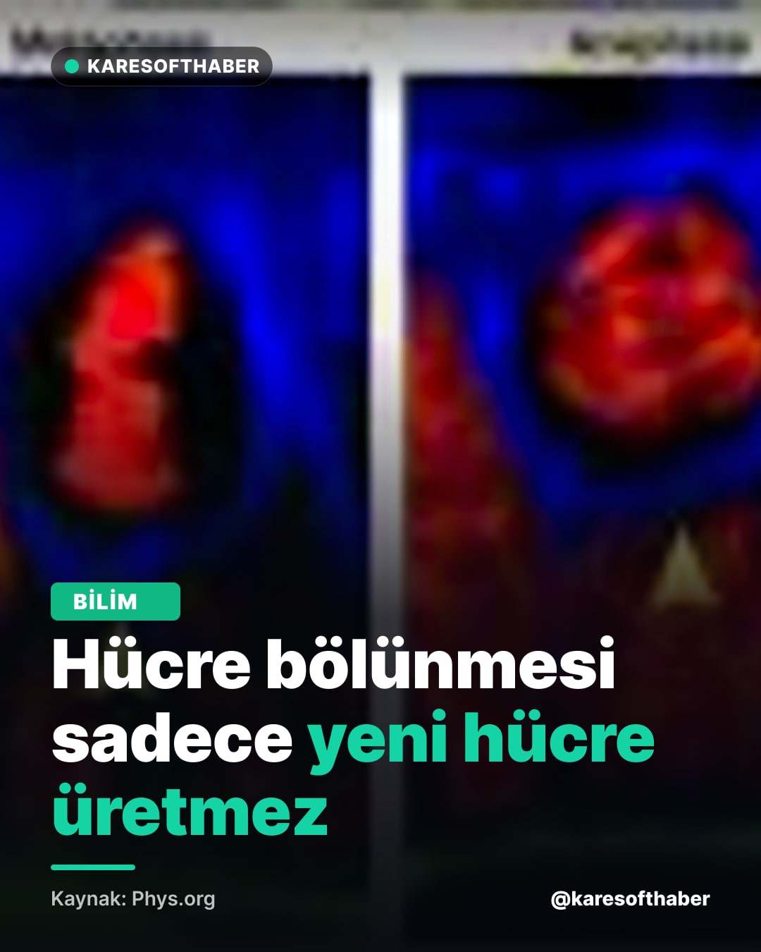 Hücre bölünmesi sadece yeni hücre üretmez