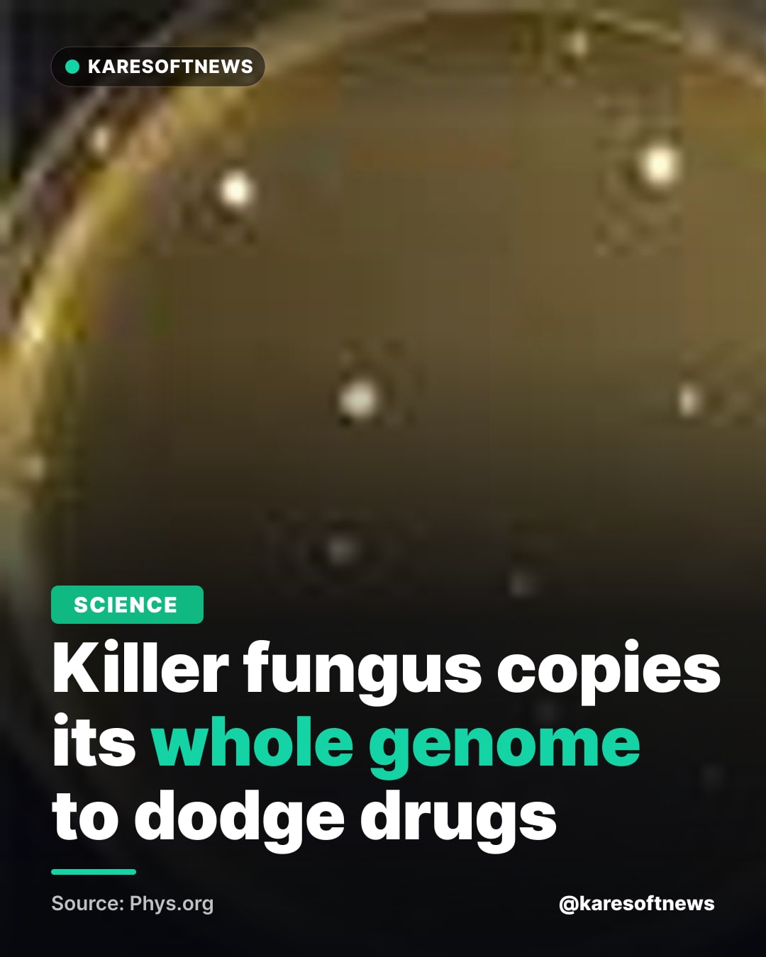 Killer fungus copies its whole genome to dodge drugs