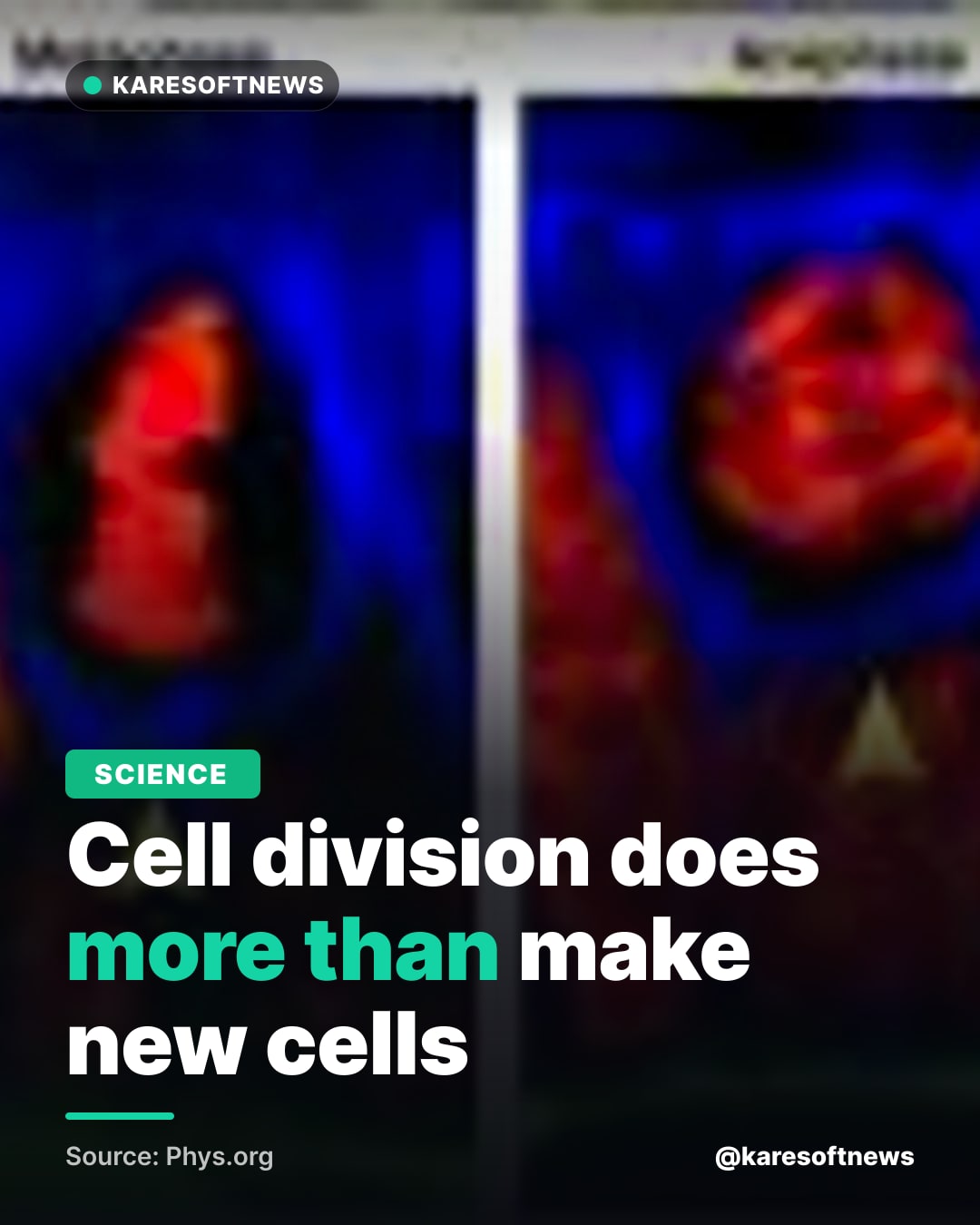 Cell division does more than make new cells
