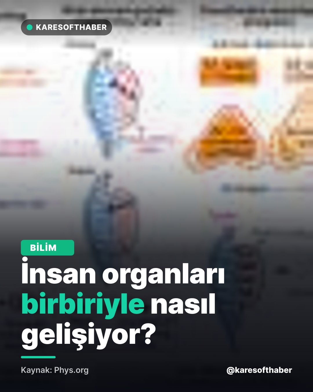 İnsan organları birbiriyle nasıl gelişiyor?